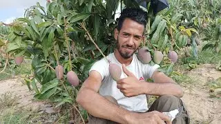 شاهد أول أنتاج مانجو في صنف الناعومي في مزرعة عمر 4 سنوات علي أصل سكري