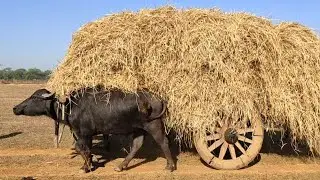 buffalo cart ride || bullock cart heavy load village lifestyle vlog #life