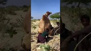 calm down camel meeting at Sahara desert #shorts #music #vlog #tranding  #camel #trending #viral #yt