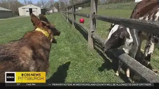 Paw and Order Dog Training help dogs get ready for their forever homes