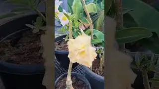 Did you know that you can get Adenium plants for free? #adenium #shortvideo #shorts#adhisponnus#