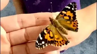 Beautiful Butterfly Experience 🦋