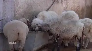 Pulsano (Ta), masseria del '700 come ricovero per il bestiame: sequestri in azienda agricola