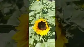 Southern Flower Farm Tour