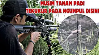 BERBURU TEKUKUR TARGET BAWAH ‼️ AREA PERSAWAHAN