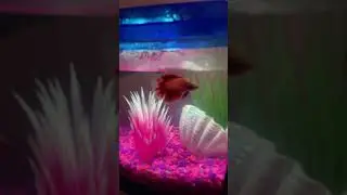 Fish Dix