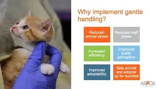 Gentle Handling:  Techniques to Reduce Stress & Save Time - conference recording