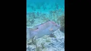 Big Hogfish #hogfish #fish #pez #underwater #pezcerdo