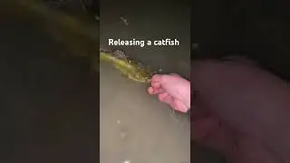 Releasing a catfish #fishing #releasethehounds