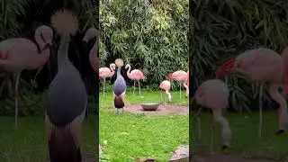 ZOO Servion 🇨🇭Швейцария #зоопарк #швейцария