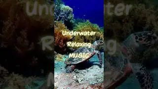 Music for Sleep & Deep Ocean & Relaxing Music #relaxingmusic #calmmusic #shorts #bestshorts