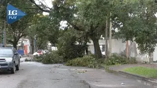 38 ÁRBOLES CAÍDOS POR LA LLUVIA EN TUCUMÁN