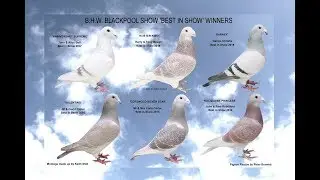 Video 413: BHW Blackpool Pigeon Show: 'Looking Back Through The Years'