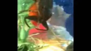 giant water bug killed fish