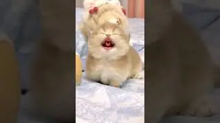 Kitten Surprise Attack!🤭😻 #meow #cute #kitten #cat