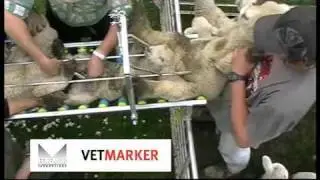 Vetmarker - Lamb Docking Contractor Farmer Lamb marking, lamb docking and lamb tailing