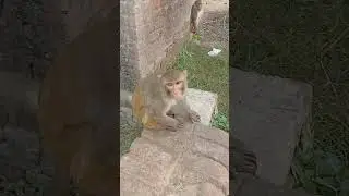 monkey #baby 🐒 #reaction #funny #video