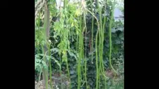 Joopqase - Moringa