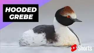 Hooded Grebe 🦆 One Of The Worst Mothers In The Animal Kingdom #shorts