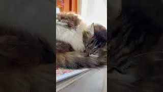 Cute cat fell asleep while waiting for the ferry at the pier #catshorts #shorts #cat #cats#catlover