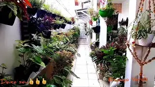 Várias Espécies de plantas!!Transformei minha casa num paraiso verde jardim