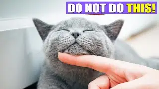 15 Things Cats HATE That Humans Do..