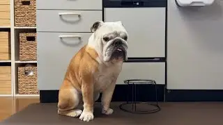 Bulldog BURUMARU waiting for his food with only minimal movement.