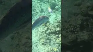 Spangled Emperor Patrols the Reef Like a Boss 🐟🔥 A Silver Giant