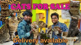 1 lakh worth exotic cats|Cat farm|cat varieties|cats for sale|Xploring💫