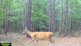 Trail camera clips at the salt lick 2 #deer #nature #fawns #wildlife #trailcams #turkey #saltblock