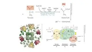TCA cycle (citric acid cycle, Krebs cycle) part 1: overview & chemical logic