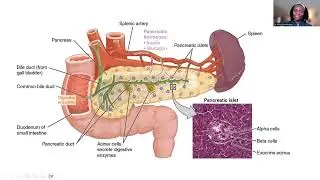 The PANCREAS: basic concepts - anatomy