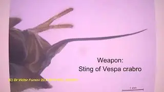 Sting of European Hornet, Vespa crabro, Unique Macro Under Microscope.