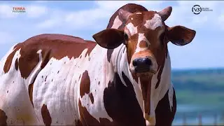 TERRA PECUÁRIA - CONHEÇA A NOVA EMPRESA V3 GENETICS 2022