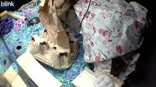 Bonding with a traumatized snake (Sakura) P1