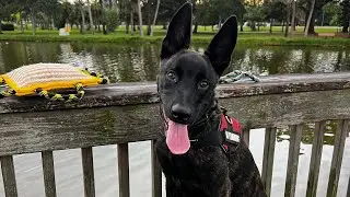 DUTCH SHEPHERD | DRACO | FUTURE SERVICE DOG | 10 DAY BOARD AND TRAIN