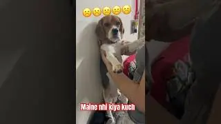 Maine kuch nhi kiya punishment time drama #beagle #dog #punishments
