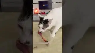 irresistible bones#cats #eating#greedy#thief#whitecat