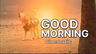 MORNING cinematography #cinematography #shortsvideo 