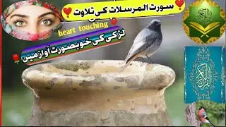 SURA al mursalat recetation tilawet | Quran morning tilawet |girl beautiful voice | daily Quran