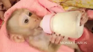 Little Monkey Jason Impatient To Eat Grapes  Cute Baby Monkey Starving