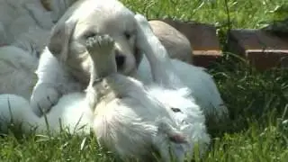 Golden Retriever Welpen - 5 Wochen alt,   Golden Retriever Puppies