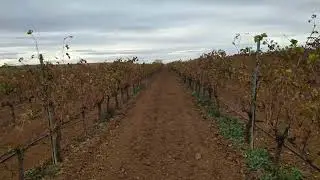 Sembrando cubiertas en viña (ecoesquemas)