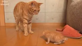 【生後18日】動き回る子猫が心配でしかたない先住猫