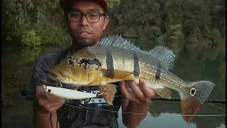 Peacock Bass on the Zerek Pyra Shallow Minnow