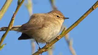 Close up Chiffchaff singing
