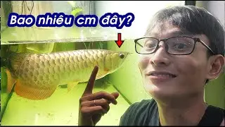 Sau 2 năm cá RỒNG của mình sẽ NTN? Shop Betta giống Sun Cường!