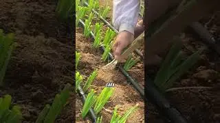 Begini irigasi tetes selang Drip #pertanian #irigasitetes #tipsberkebun #teknologi