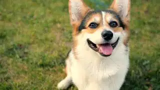 VitaLife All Natural Dog Treats, Single-Ingredient Goodness! (15 sec)