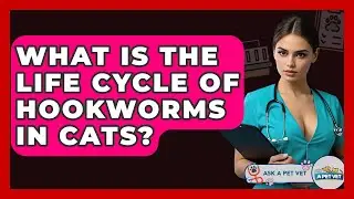 What Is The Life Cycle Of Hookworms In Cats? - Ask A Pet Vet